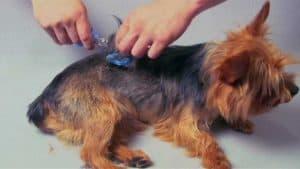 Combs-on-Dog-Clippers