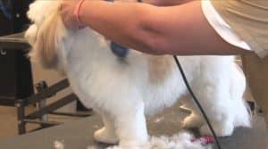 Clipping a Dog