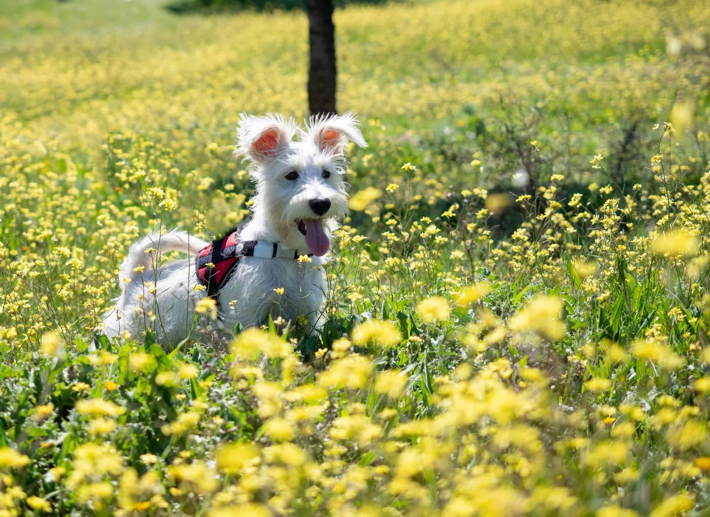 Best Clippers For Mini Schnauzer (Updated 2024) Our Personal Experience