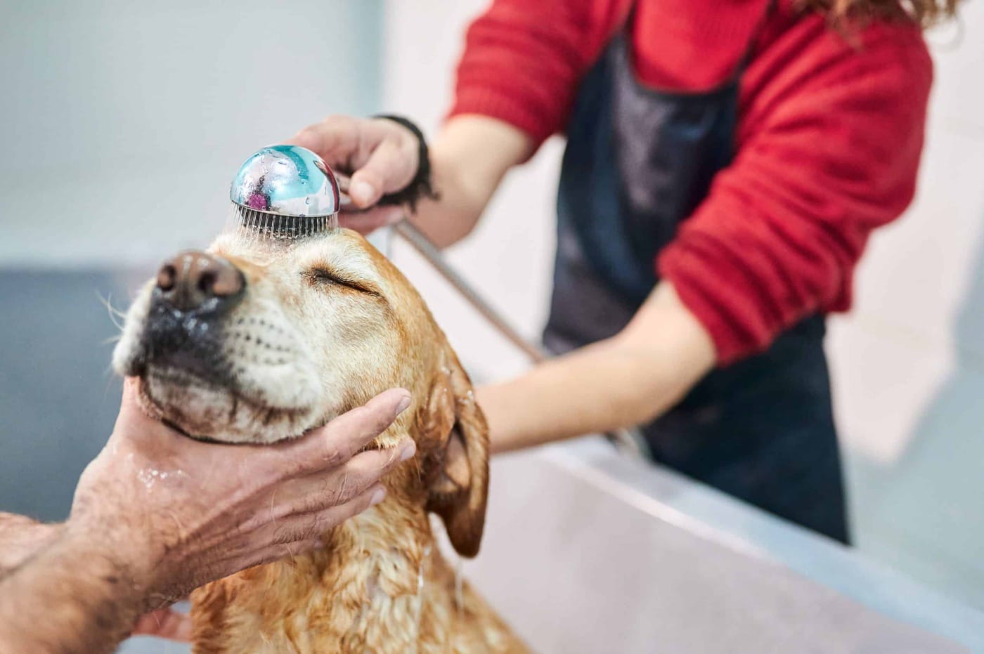 Dog Grooming Near Me The Best Dog Groomers Near You PetFashionWeek