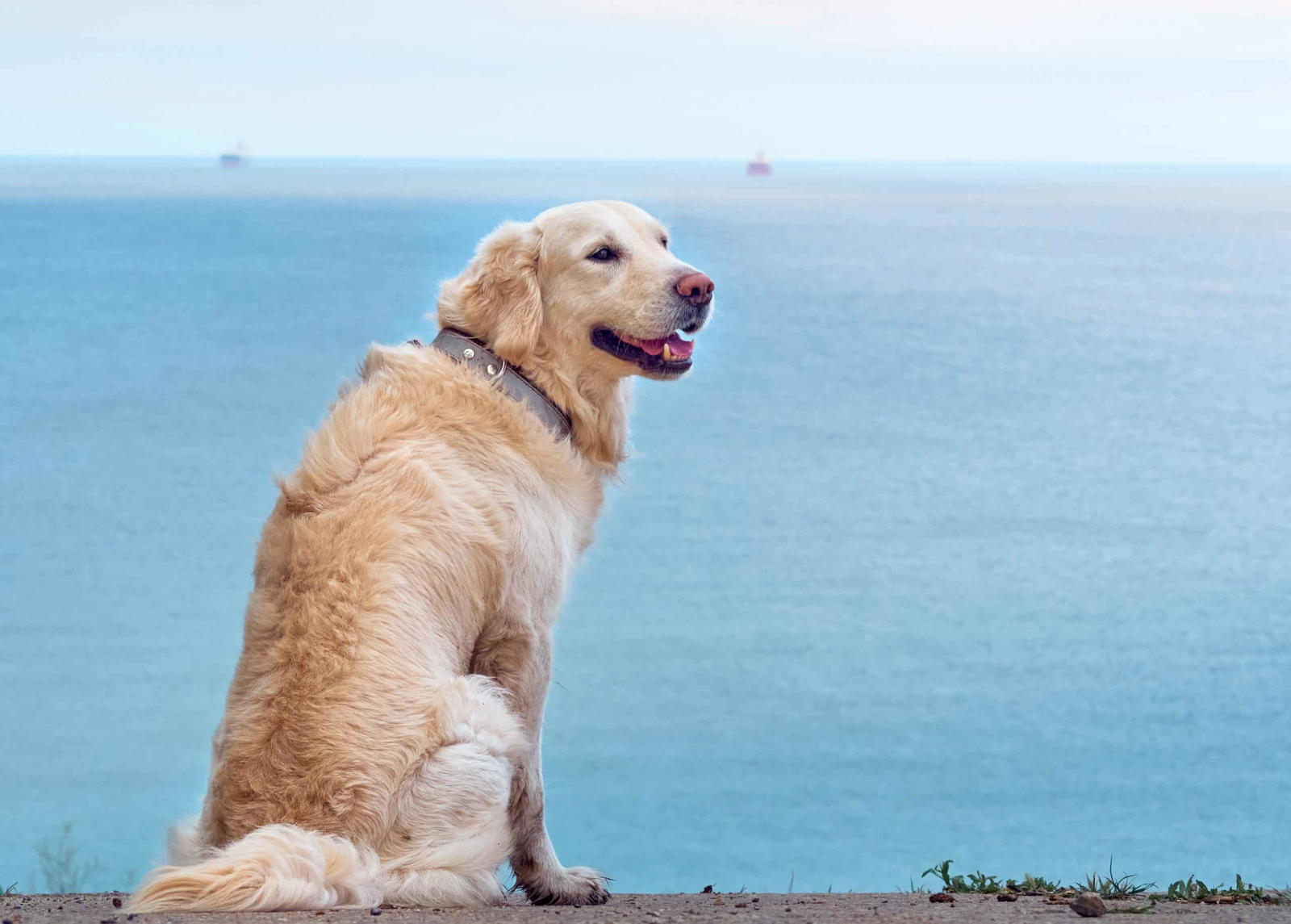 golden retriever hair clippers