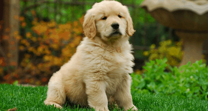 golden retriever puppy