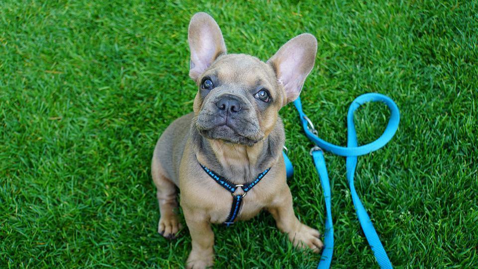 French Bulldog Puppy Young Sweet Cute