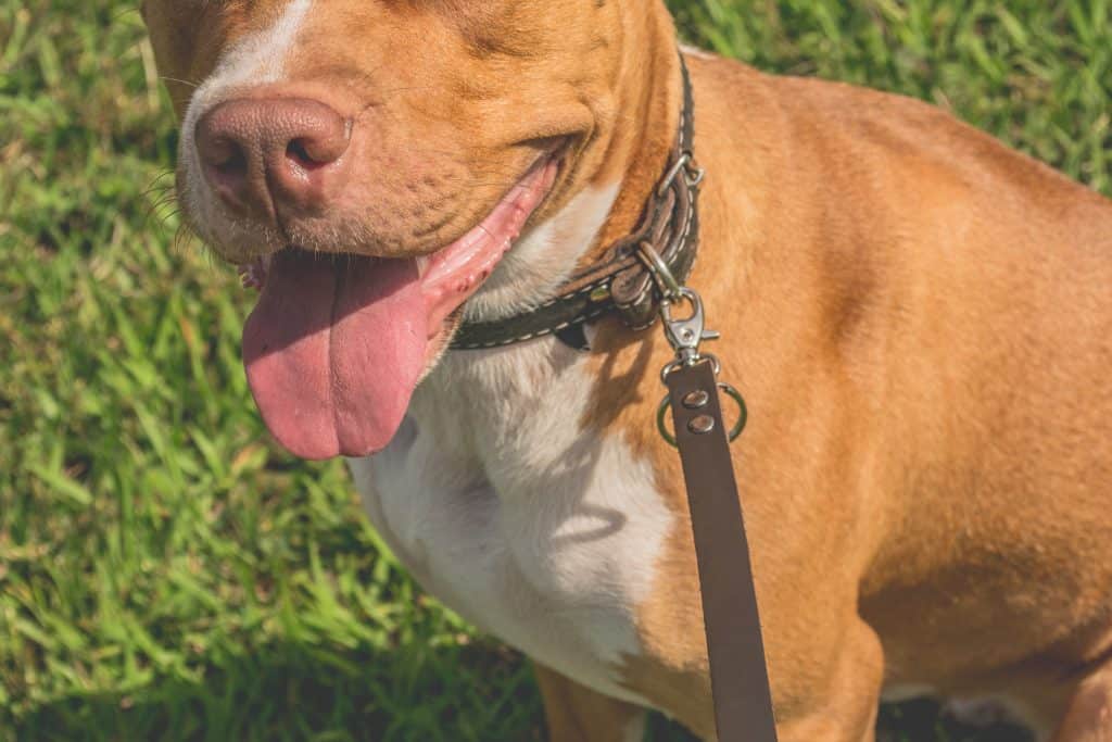 best dog leash for pitbulls