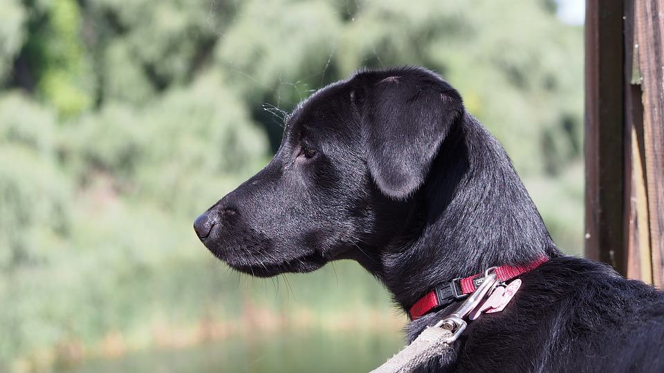 Dog Lake Dog Collar Water Green Nature Winged