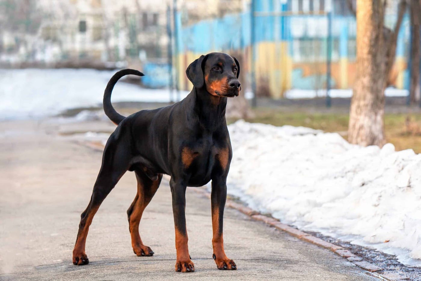 Best Dog Food For Dobermans (2024)