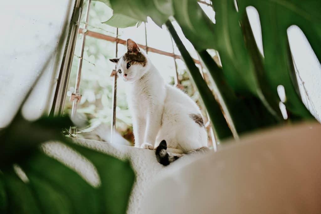 How to Create a Safe Healthy Environment for Your Pet in Your Rental cat