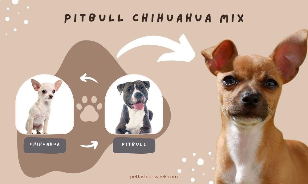 Pitbull Chihuahua Mix 1 1