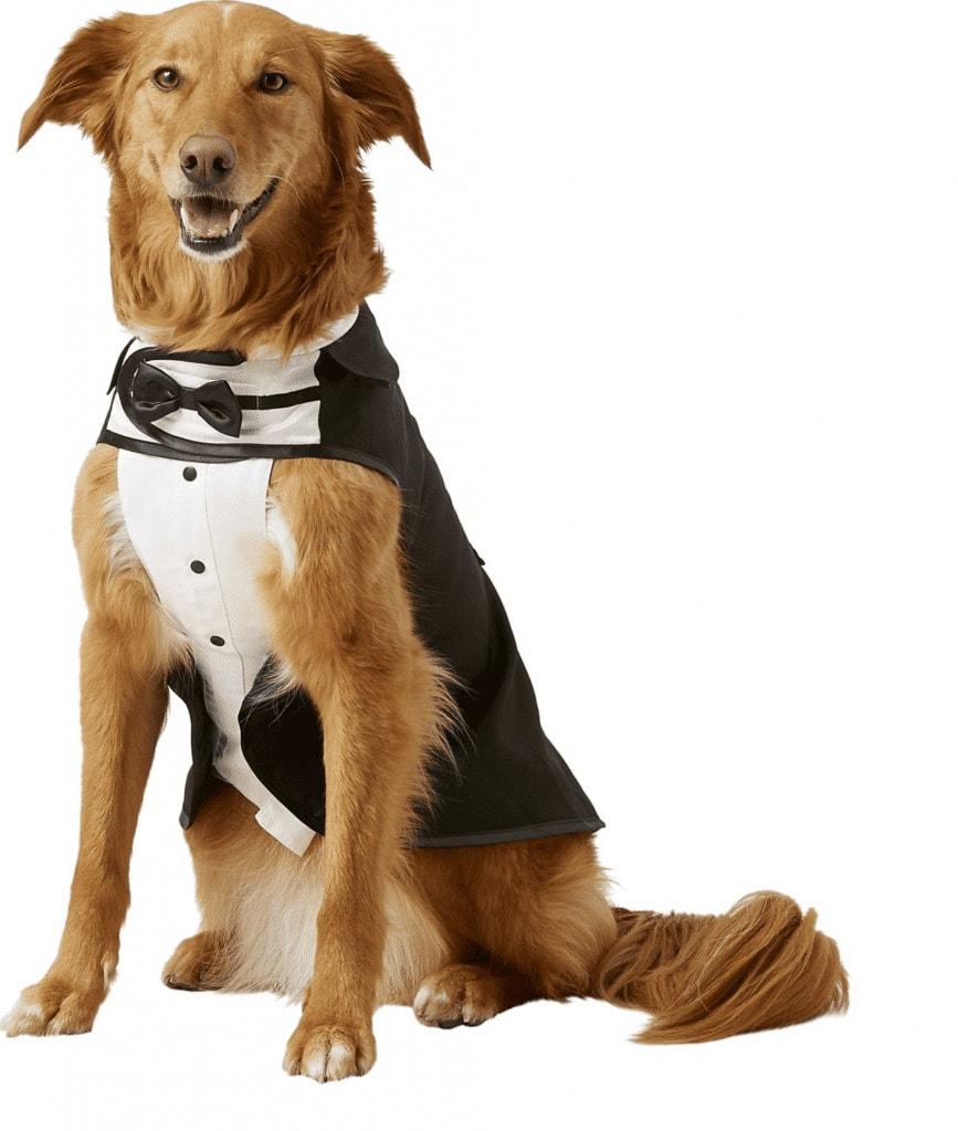 best dog Halloween Costume Forma Tuxedo