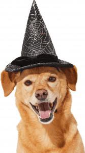 best dog Halloween costume Cobweb Witch