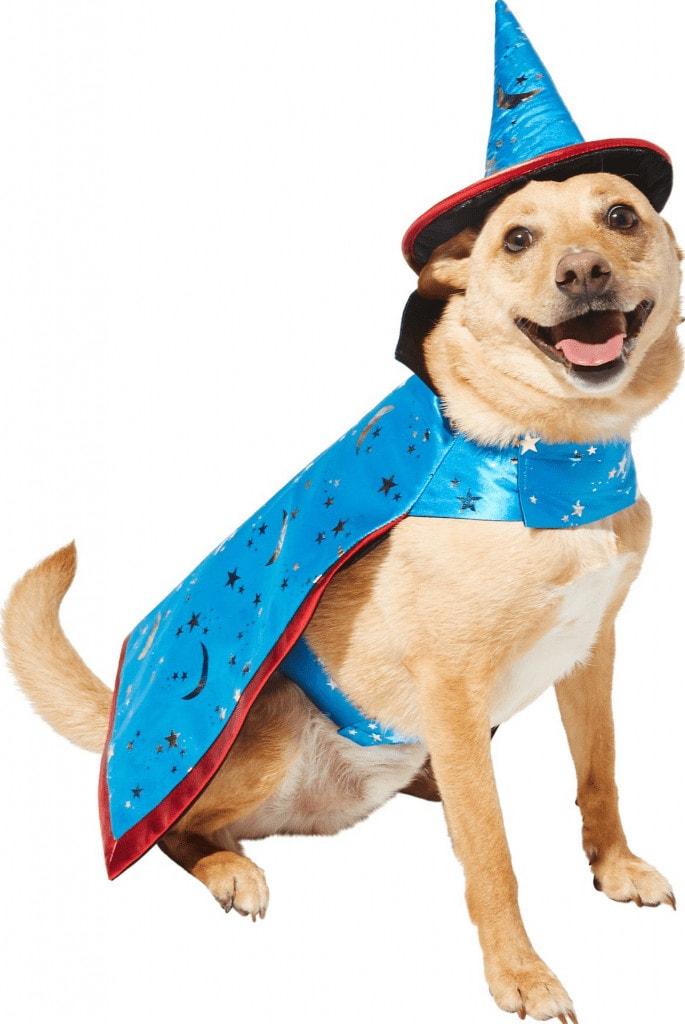 best dog costume Halloween Wizard