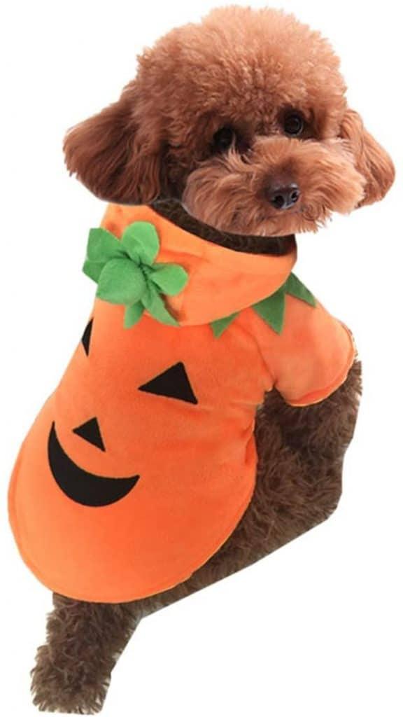 best dog halloween costume Pumpkin