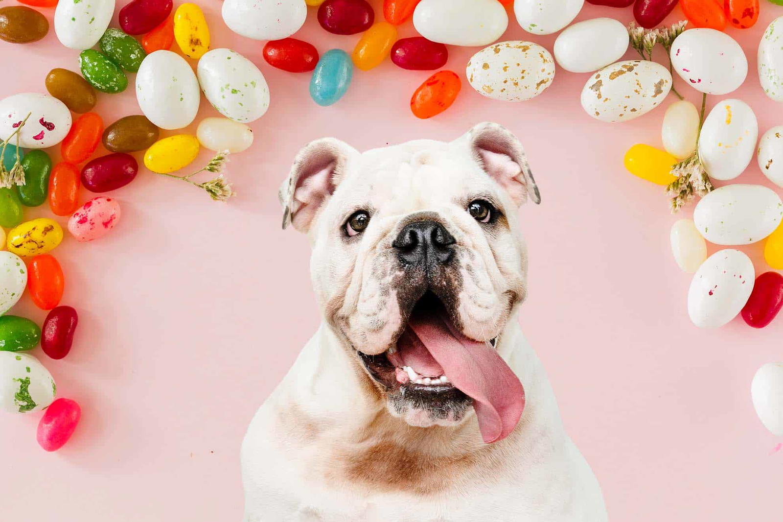 Can Dogs Eat Jelly Beans? 7 Health Risks For Dogs PetFashionWeek