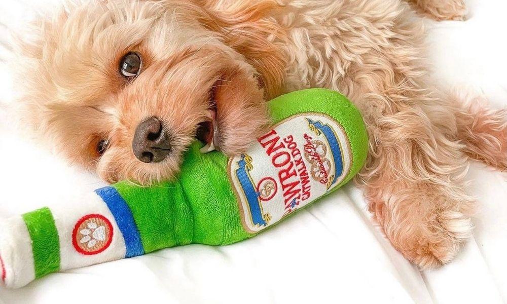 dog playing beer toy