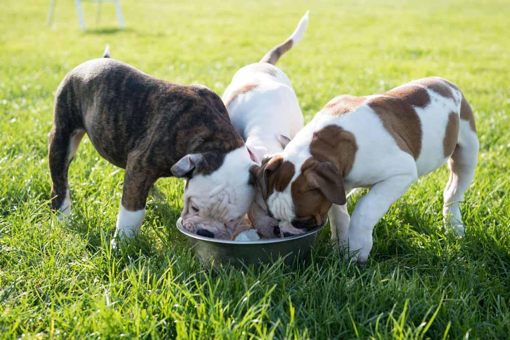 funny nice american bulldog puppies are eating