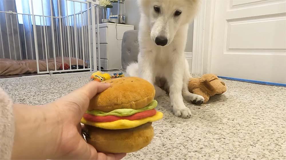 hamburger_dog_toys_featured_image_new