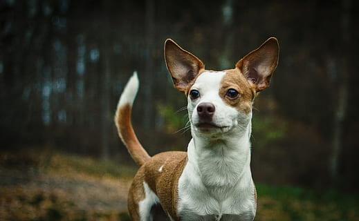 short coated brown and white dog standing outdoors thumbnail