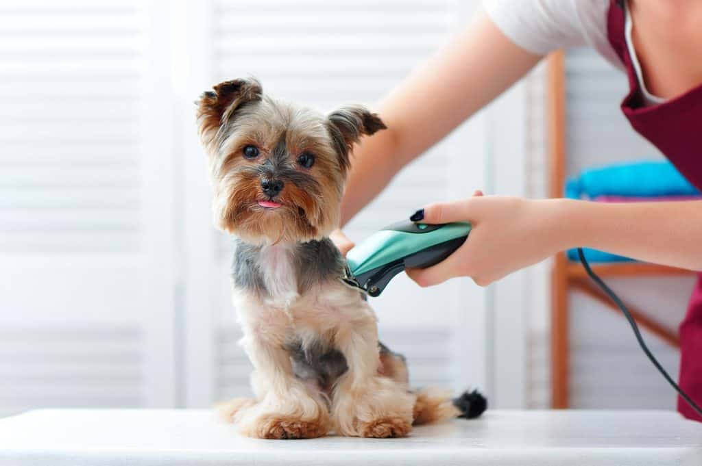 5 Best Dog Clippers for Poodles — Everything You Need To Know About Grooming Your Pup yorkshire terrier puppy getting haircut with shaving machine