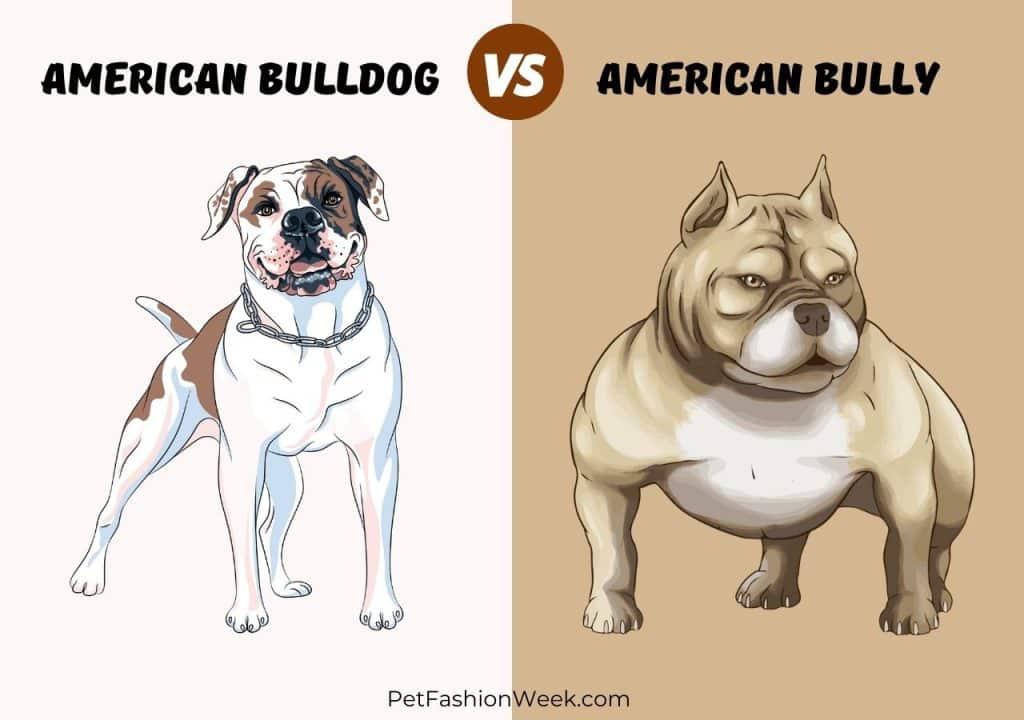 Know the Difference: American Bully vs American Bulldog