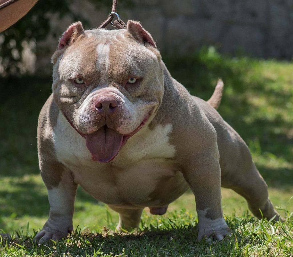 Know the Difference: American Bully vs American Bulldog