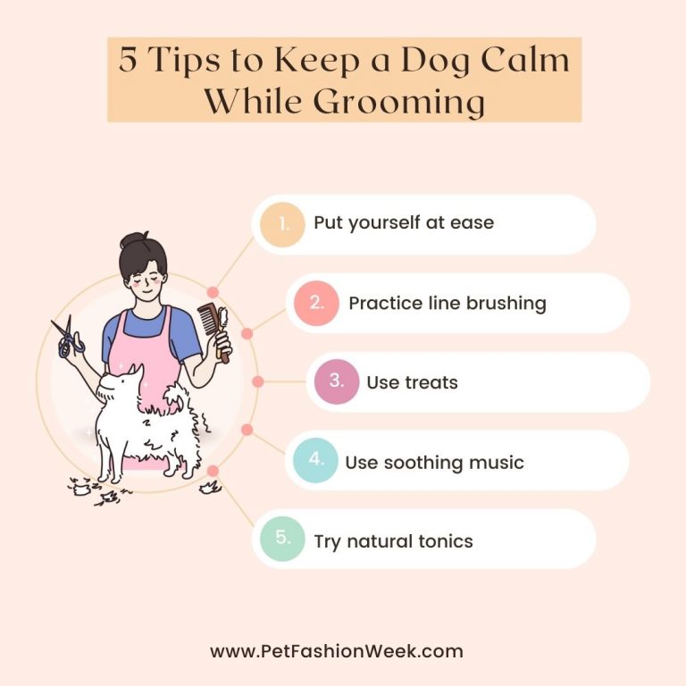 How To Keep A Dog Calm While Grooming – Our 5 Useful Tips