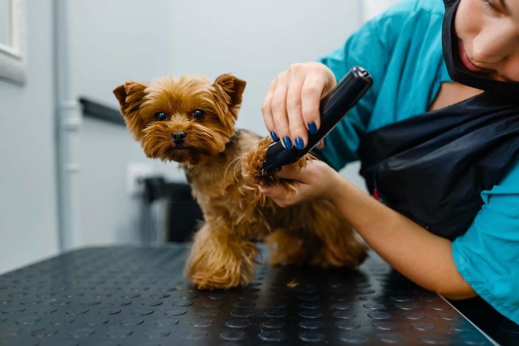 How to Keep a Dog Calm While Grooming