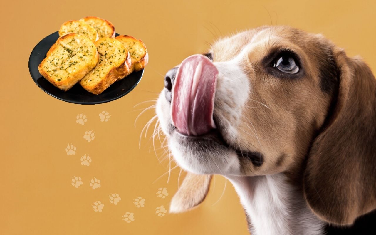Is Garlic Bread Bad For Dogs The Dangerous Truth is-garlic-bread-bad-for-dogs-the-dangerous-truth
