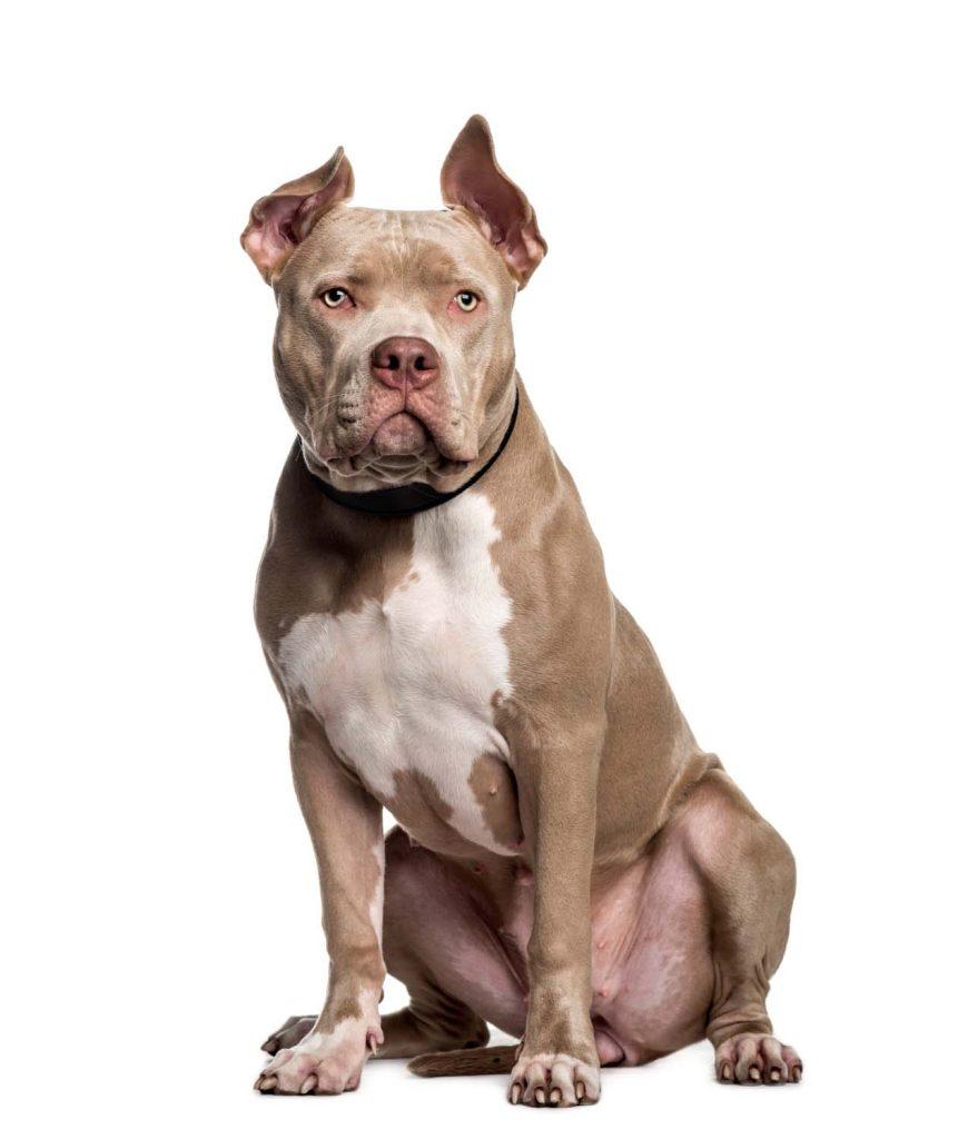 american bully 10 months old sitting front white background