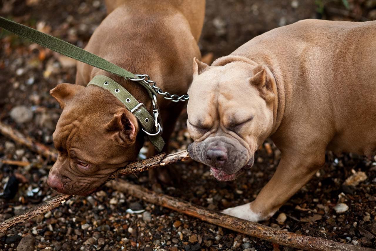 How To Train Your American Bully Like A Pro PetFashionWeek