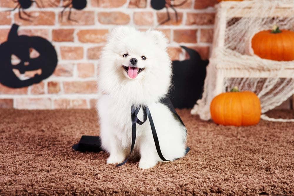 under $10 dog toys for halloween