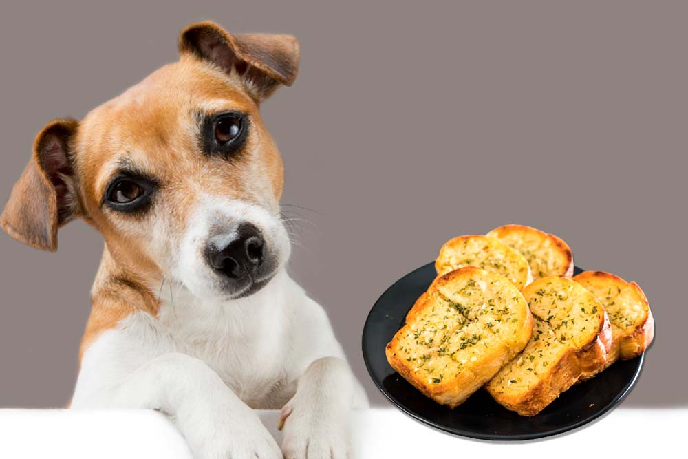 Is Garlic Bread Bad For Dogs The Dangerous Truth