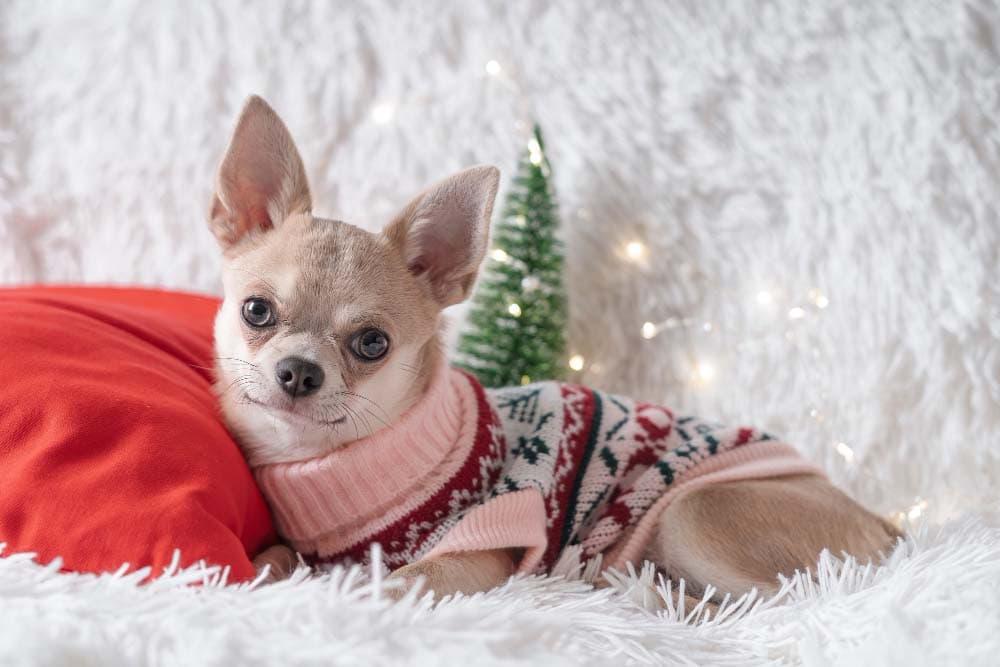 cute little thanksgiving dog sweater
