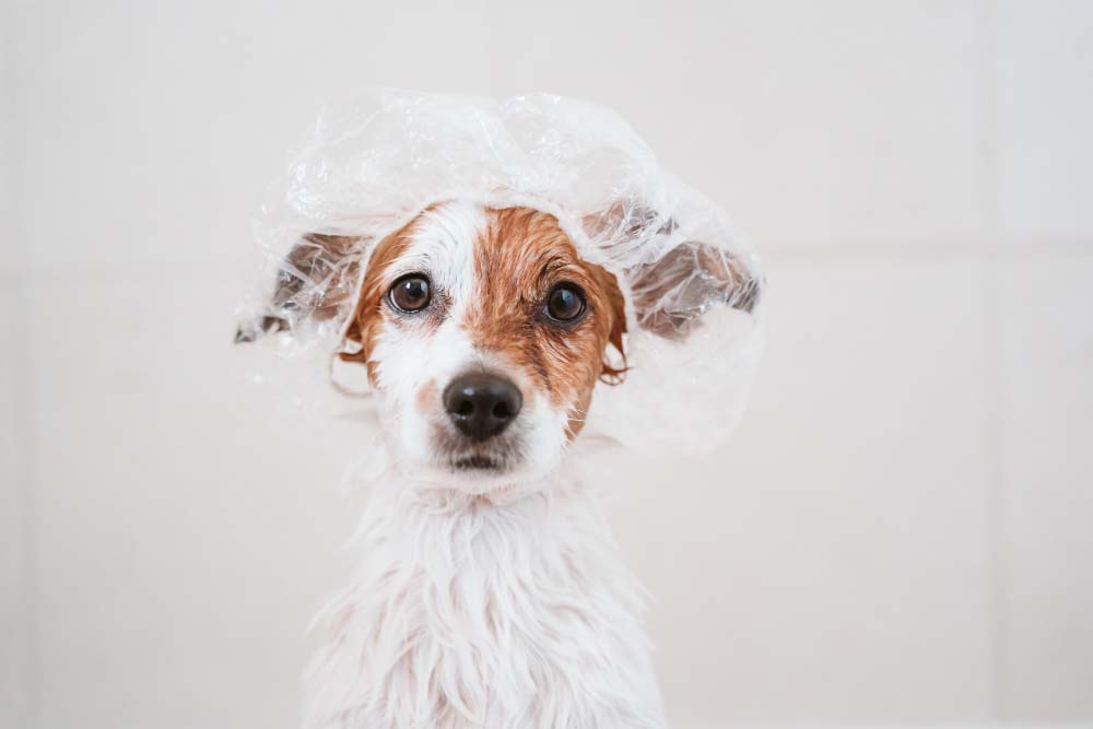 pet shower cap