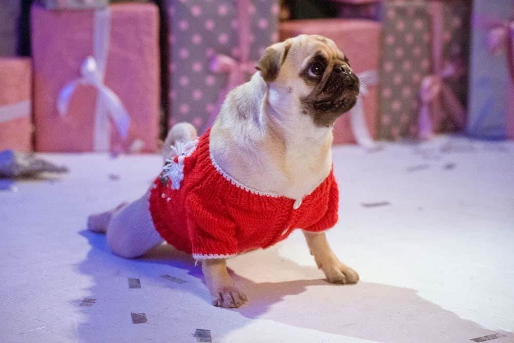 dog santa costume is sitting christmas tree with gifts studio