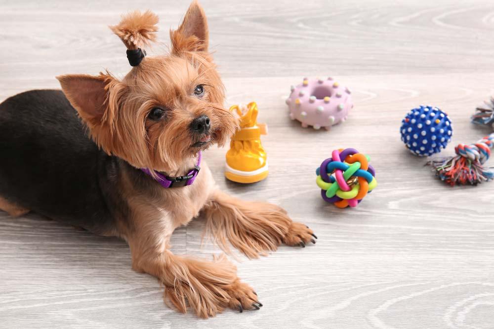 small_dog_toothbrush_toys_photo