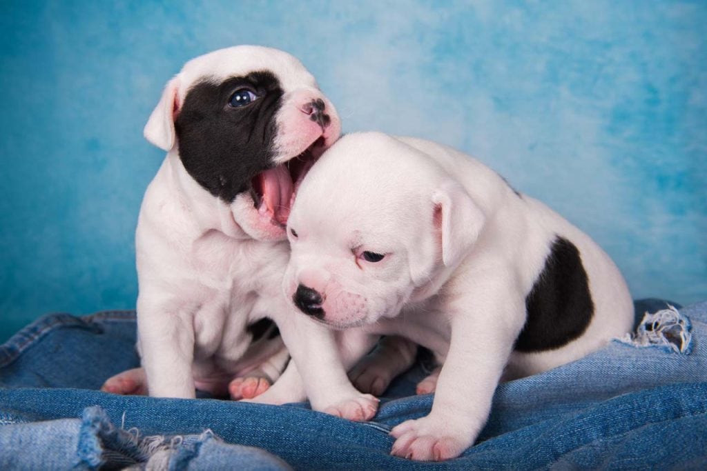 How to Train Your American Bully Like a Pro