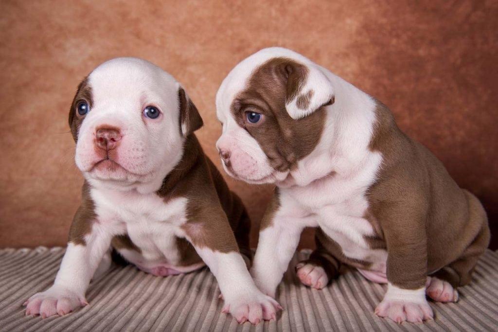 How to Train Your American Bully Like a Pro