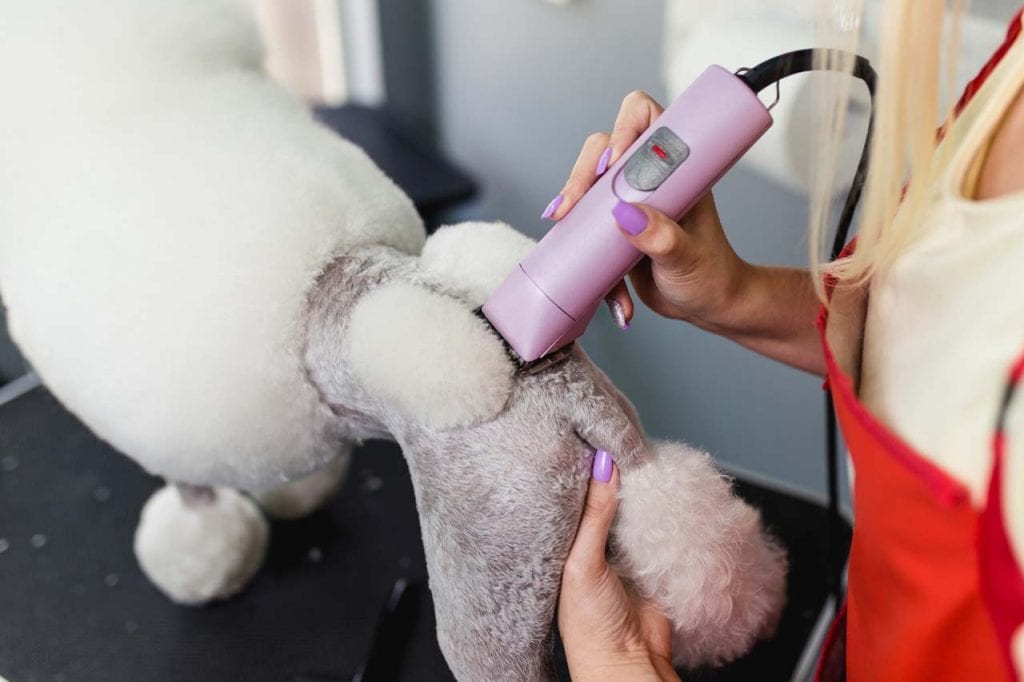 Best Clippers for Poodles