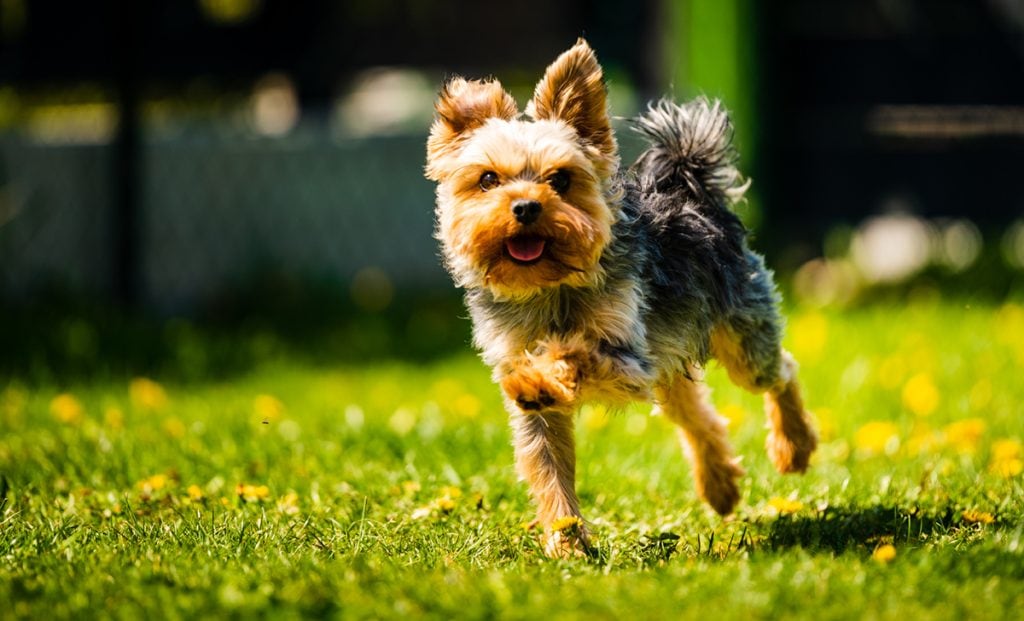 yorkie running on grass