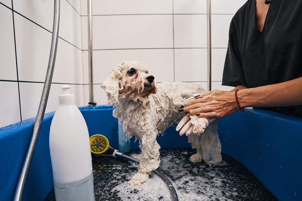 poodle bath soap