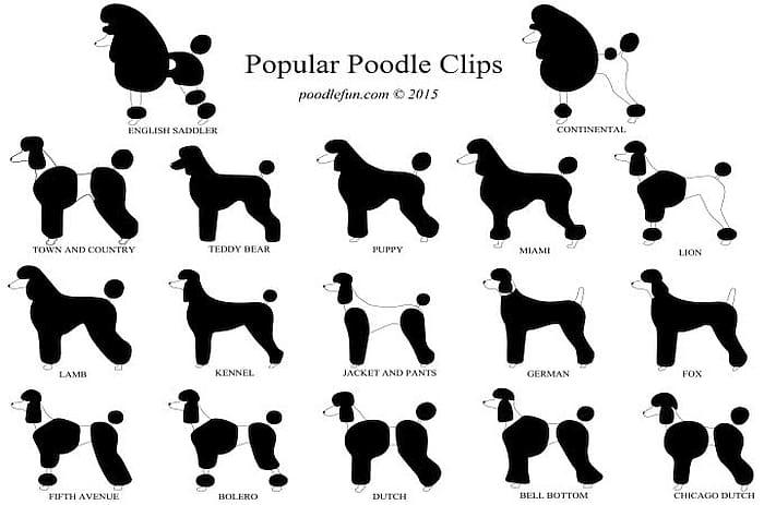 poodle cuts