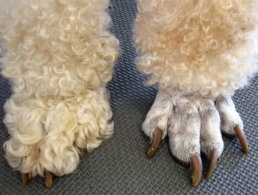 poodle before and after shaving feet