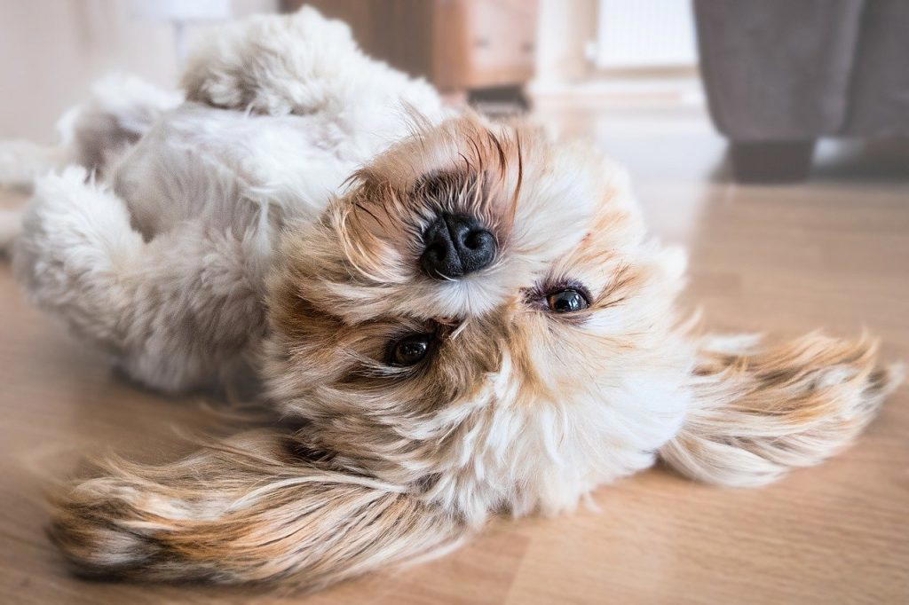 Dog Clippers for Matted Hair