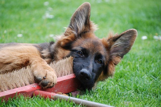 German Shepherd Deshedding Tools