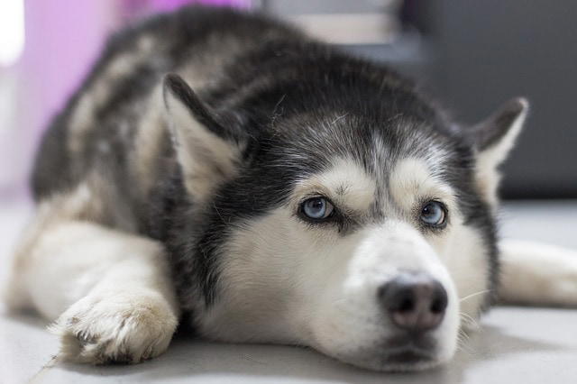 How to Groom a Husky