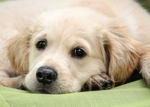 top clippers for golden retriever