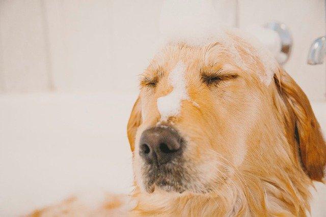 best antifungal dog shampoo
