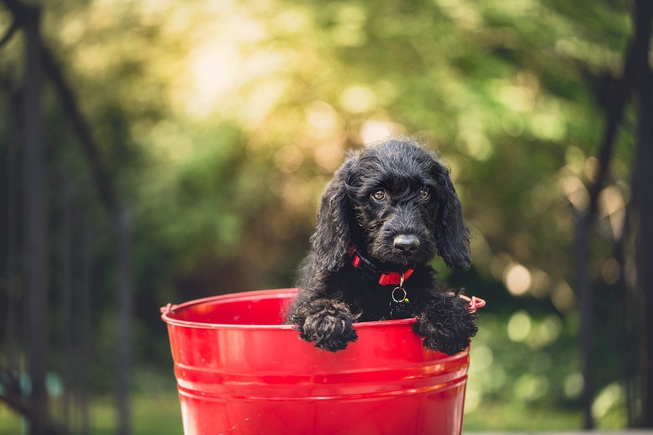 What Does It Mean When A Dog Poops Dark Blood