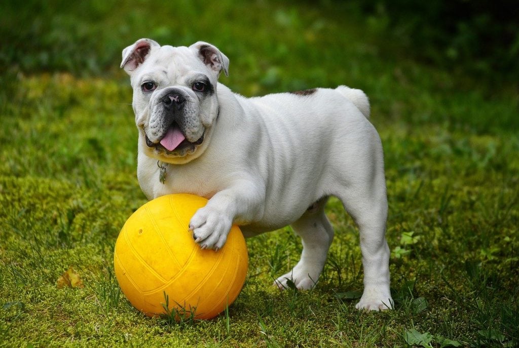 english bulldog g14d37c5b5 1280