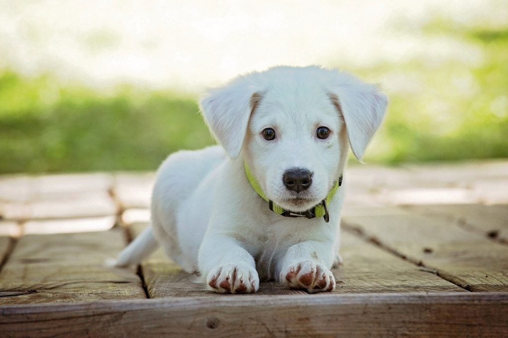 What Does It Mean When A Dog Blinks A Lot